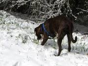 Boxer and Snow