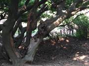 Arashiyama Monkey Park