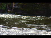 Fishing And Testing Sony F55