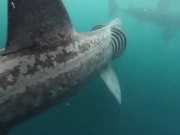 Basking Shark