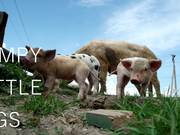 Making Of: Jumpy Little Pigs