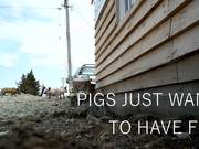 Making Of: Jumpy Little Pigs