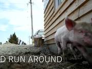 Making Of: Jumpy Little Pigs