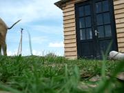 Making Of: Jumpy Little Pigs