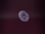 Alivia Foundation Video: Crayfish