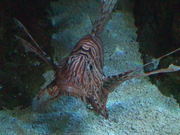 Lion Fish Close Up