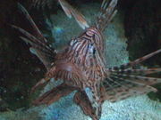Lion Fish Close Up