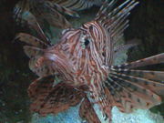 Lion Fish Close Up