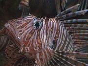 Lion Fish Close Up