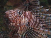 Lion Fish Close Up