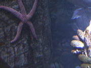 A Cool Looking Starfish