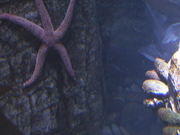 A Cool Looking Starfish