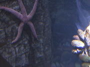 A Cool Looking Starfish