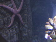 A Cool Looking Starfish