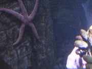 A Cool Looking Starfish