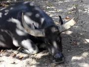 A Carabao Resting
