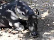 A Carabao Resting