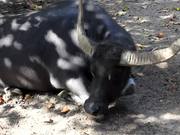 A Carabao Resting