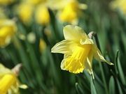 Daffodils in Spring Close Up