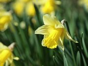 Daffodils in Spring Close Up