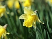 Daffodils in Spring Close Up