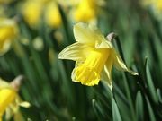 Daffodils in Spring Close Up