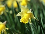 Daffodils in Spring Close Up