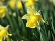 Daffodils in Spring Close Up