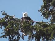 Eagle in Tree Medium Alaska