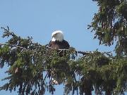 Eagle in Tree Medium Alaska