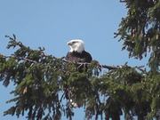 Eagle in Tree Medium Alaska