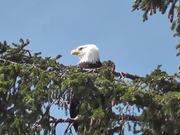 Eagle in Tree 2 Alaska