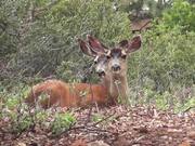 Two Deer Sitting in Grass