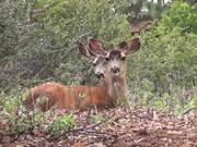 Two Deer Sitting in Grass
