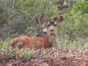 Two Deer Sitting in Grass