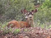 Two Deer Sitting in Grass