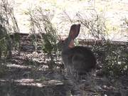 Wild Rabbit Hare LARC