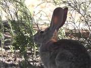 Wild Rabbit Hare LARC