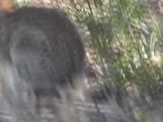 Wild Rabbit Hare LARC