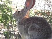 Wild Rabbit Hare LARC