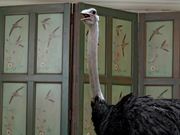 Google Video Bird Watcher