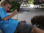 Project 3 Animals and Pets