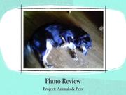 Project 3 Animals and Pets