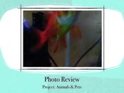 Project 3 Animals and Pets