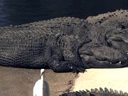 Alligators Sunning