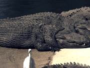Alligators Sunning