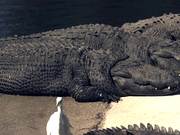 Alligators Sunning