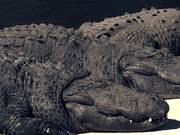 Alligators Sunning