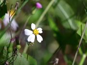Honey Bees Pollination