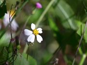 Honey Bees Pollination